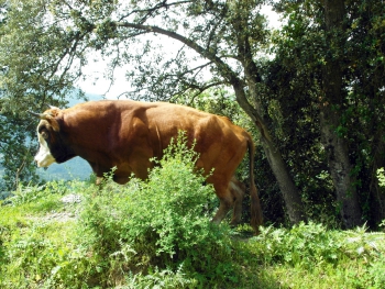 vache 4200